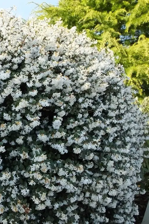 Gorgeous White Fragrant Flowers 