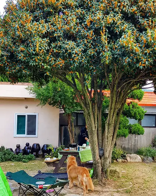 Fragrant Trees in garden