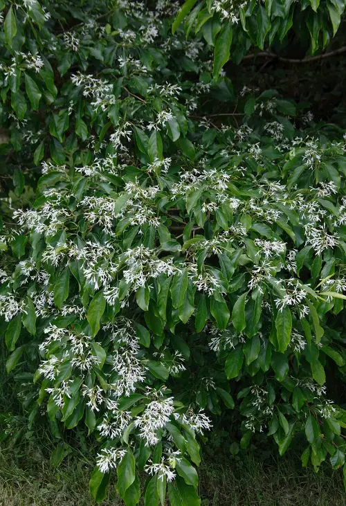 Shrubs and Bushes with Tiny Scented White Flowers