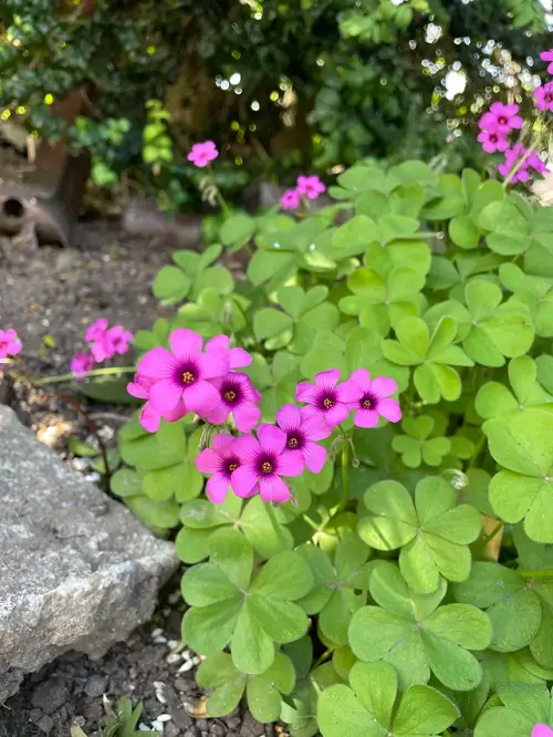flower name start with 0 in pot 7