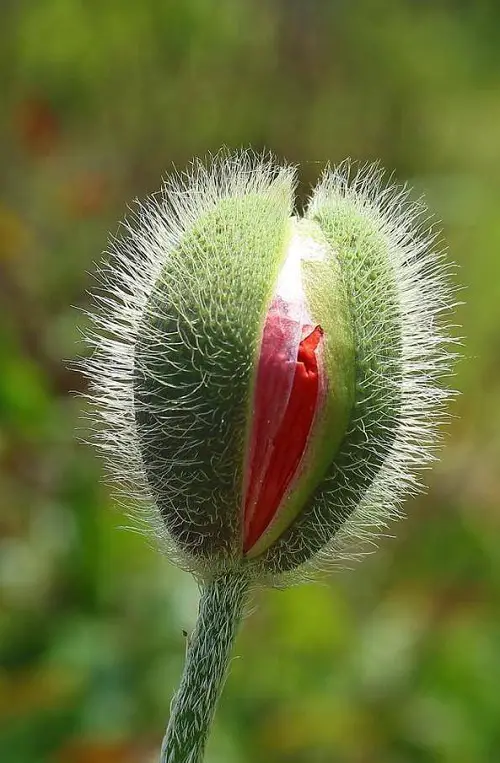 Plants Resembling Human Body Parts