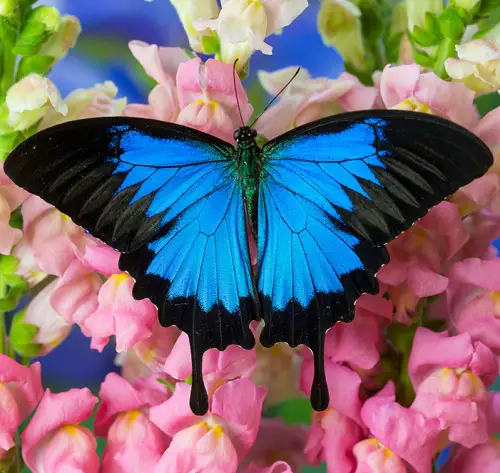 gorgeous leaves with black and blue butterflies