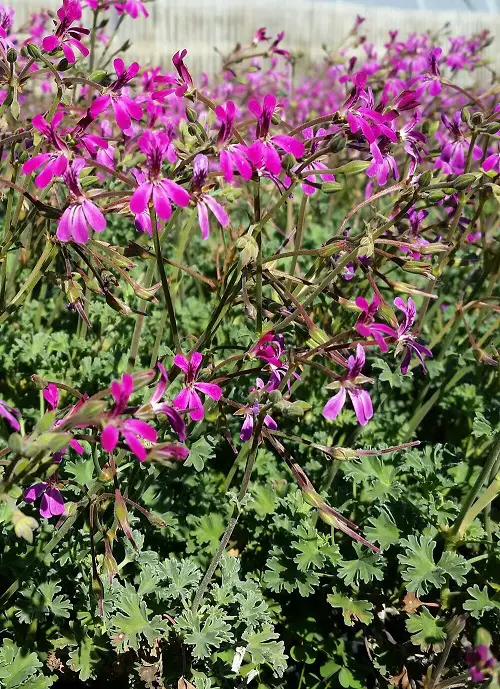 Amazing Fragrant Purple Flowers 21