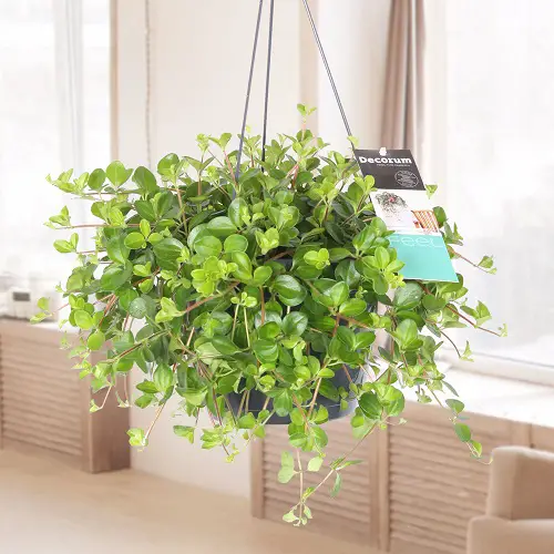 beautiful Best Trailing Perennials for Hanging Baskets and Plant Arrangements 