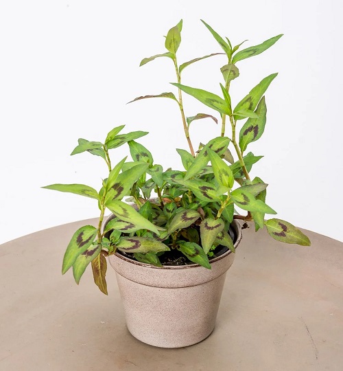 best Other Herbs That are Called Cilantro or Coriander