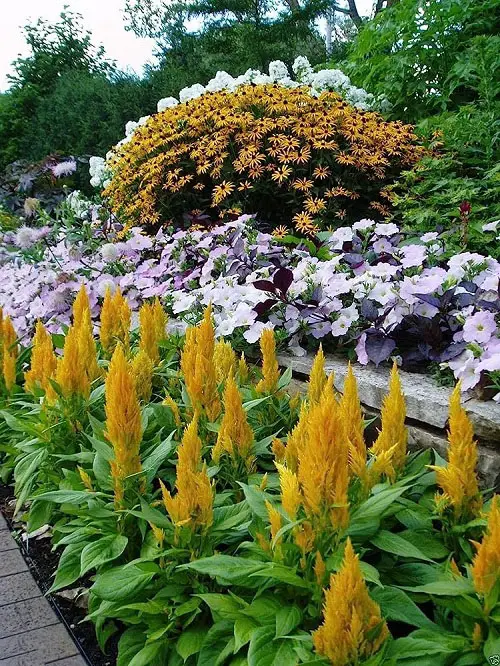 lovely Celosia Companion Plants
