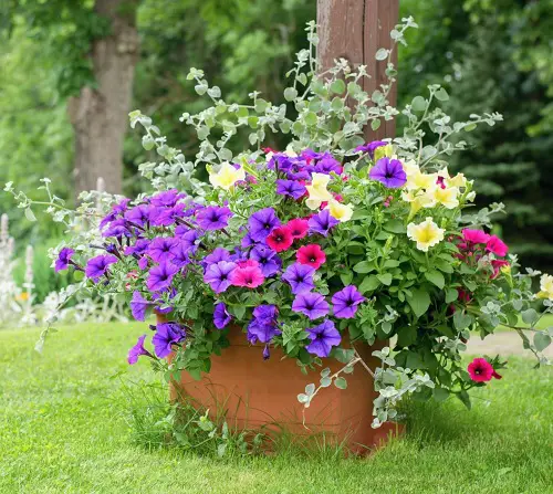Purple Annual Flowers 1
