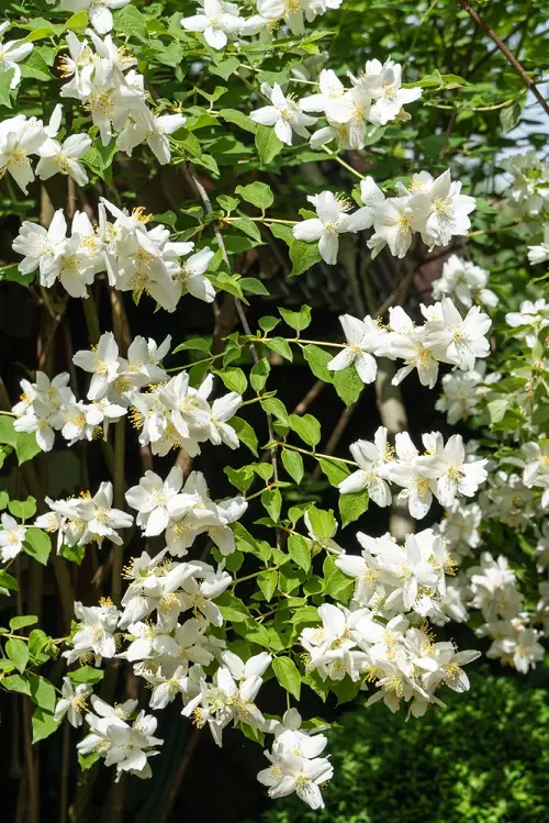 White Fragrant Flowers in garden