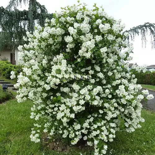top best Shrubs and Bushes with Tiny Fragrant White Flowers