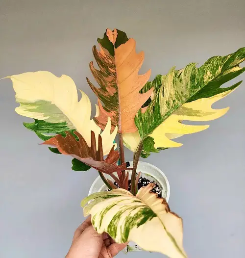 Best Pot for Philodendron Caramel Marble