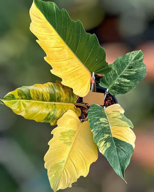 Philodendron Caramel Marble Care