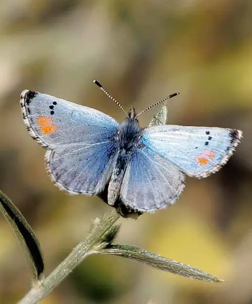 Black and Blue Butterflies in leaf