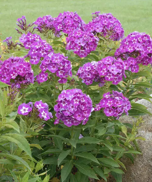 beautiful Best Scented Purple Flowers