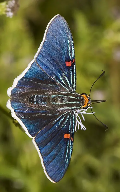 Black and Blue Butterflies