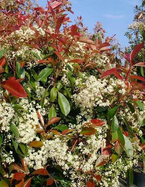 The Most Gorgeous Flowers to Put on Hedges