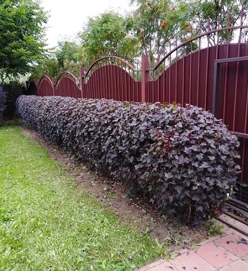 The Most Vibrant Hedge Plants in garden