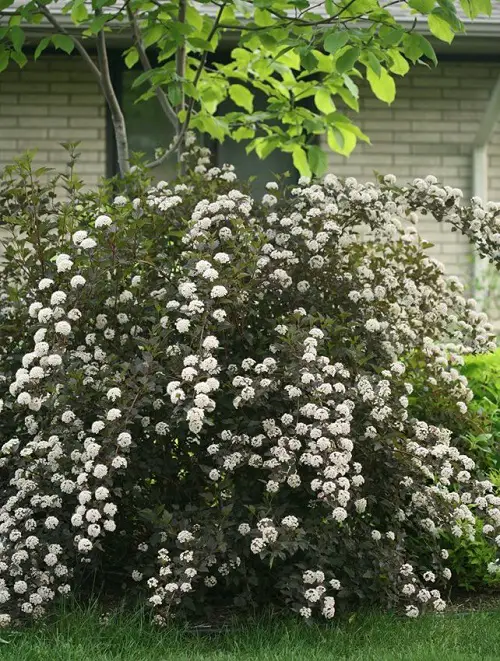 lovely Little White Fragrant Flowers on Shrubs and Bushes
