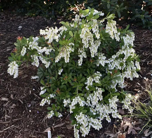 Shrubs and Bushes with Tiny Fragrant White Flowers