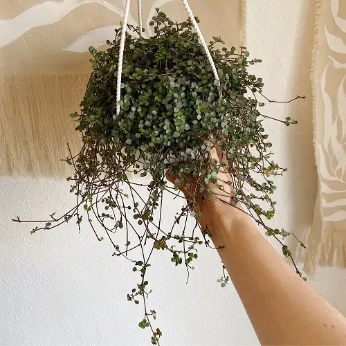 Top Hanging Plants for Pileas