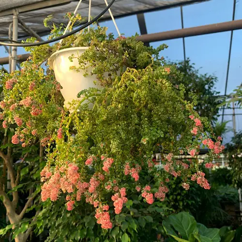 Best Hanging Pilea flowering Plants