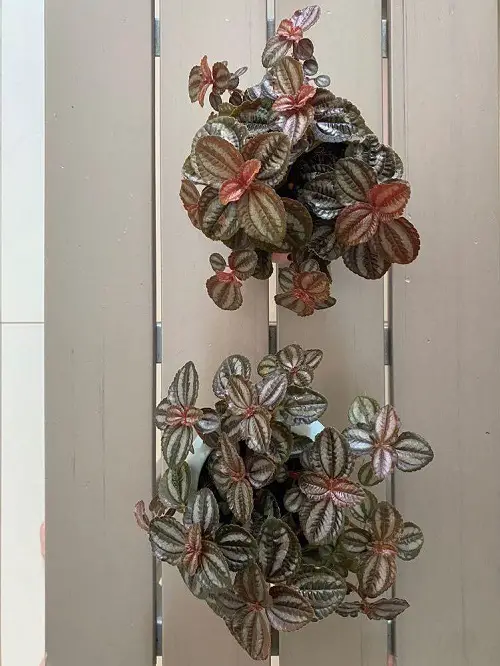 Best Hanging wall mounted Pilea Plants