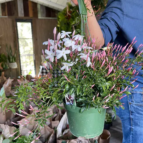 best Gorgeous Vibrant Pink Tropical Plants 