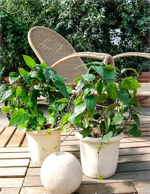 beautiful Vining Herbs for Small Spaces