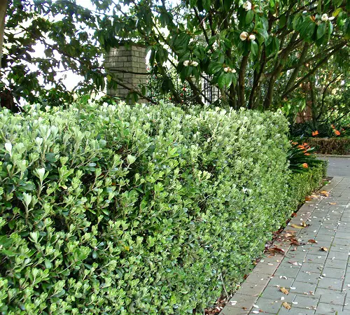best The Most Beautiful Flowers to Use with Hedges