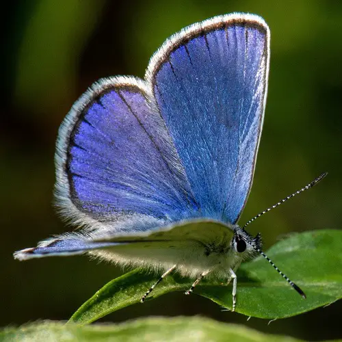 beautiful Black and Blue Butterflies in leaf