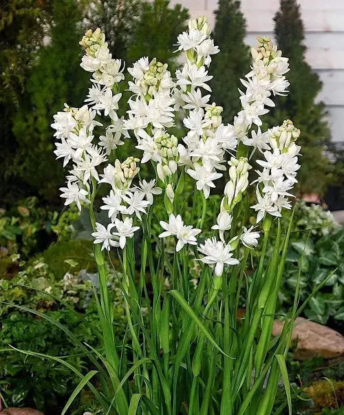 White Fragrant Flowers 