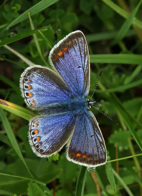 Stunning Blue and Black Butterflies on a branch