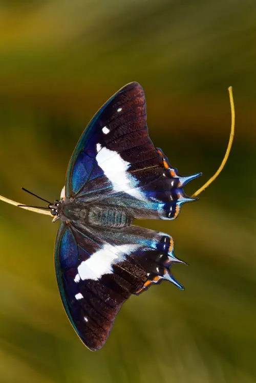 Blue and Black Butterflies 