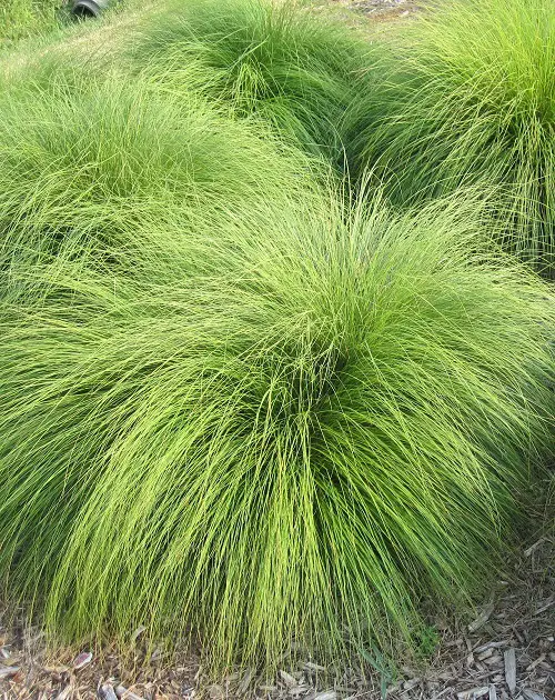 Complete List Of Illinois Native Plants