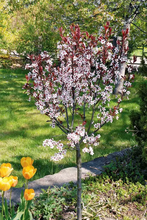 Fragrant Trees 