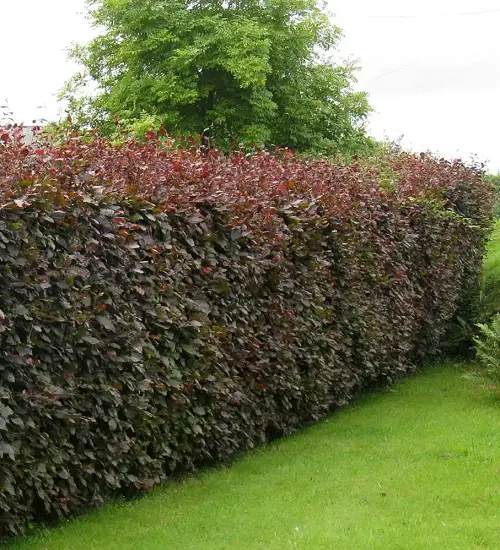 Top Vibrant Hedge Plants for Colour