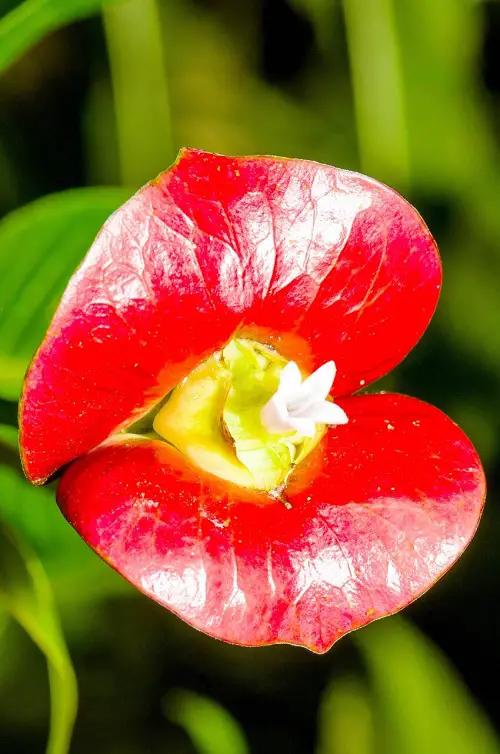 Plants With Human-Looking Body Parts