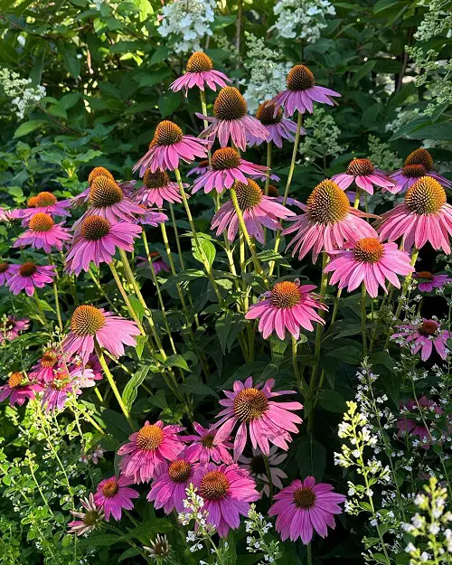best Complete List Of 26 Illinois Native Plants
