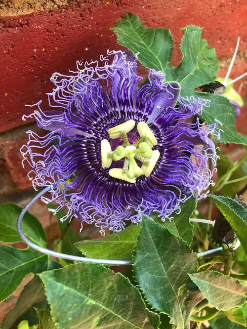 Purple Passionflower Striking Plants that Look Like Aliens