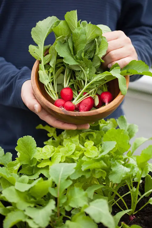 lovely Most Productive Vegetables for a Balcony and Patio Garden