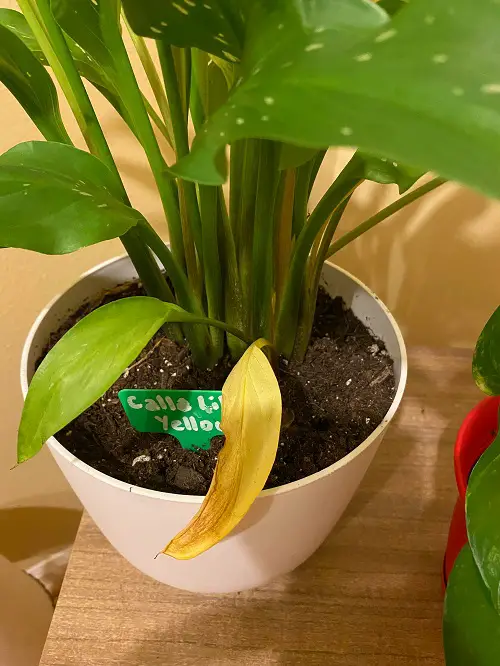 Reason 7 Transplantation and Root Health
