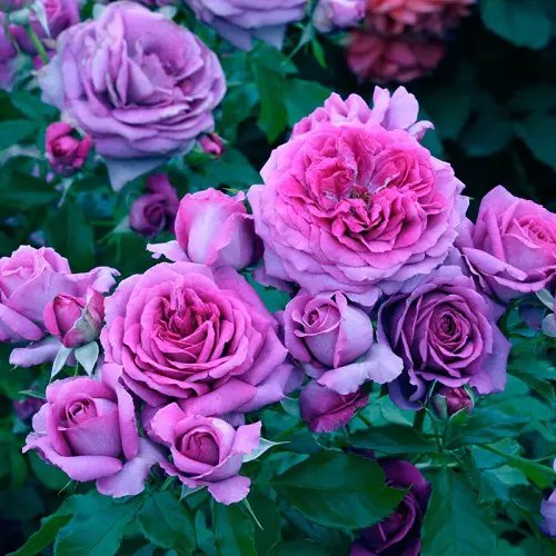 best highest quality fragrant purple flowers