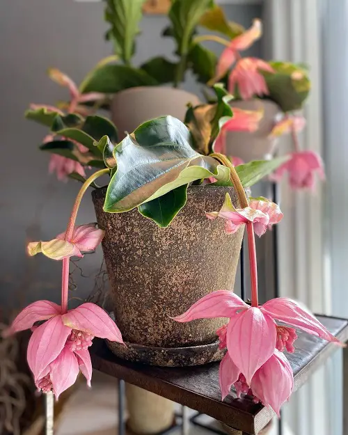 Lovely Vibrant Pink Tropical Plants
