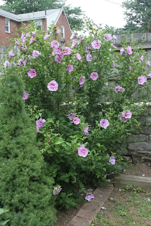 The Most Lovely Flowers for Hedges