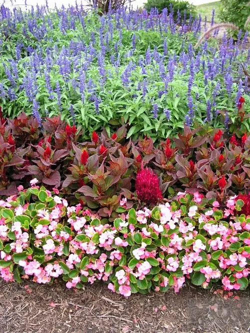 saLvia Celosia Companion Plants