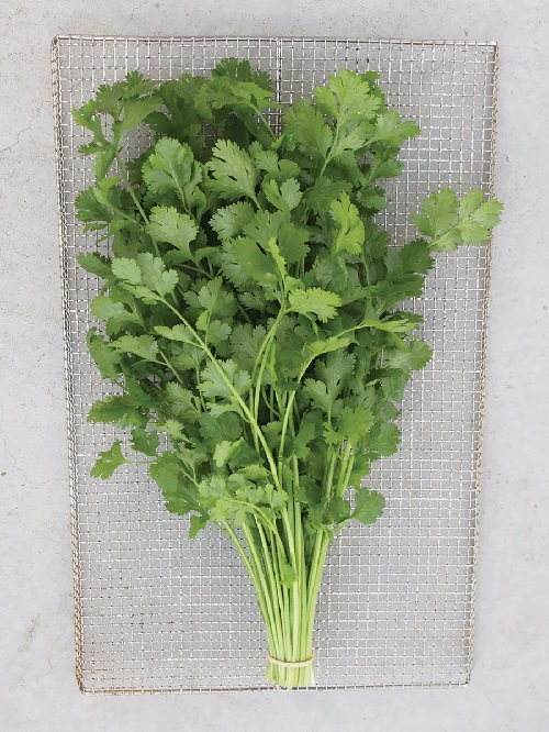 best Various Sorts of Coriander and Cilantro 