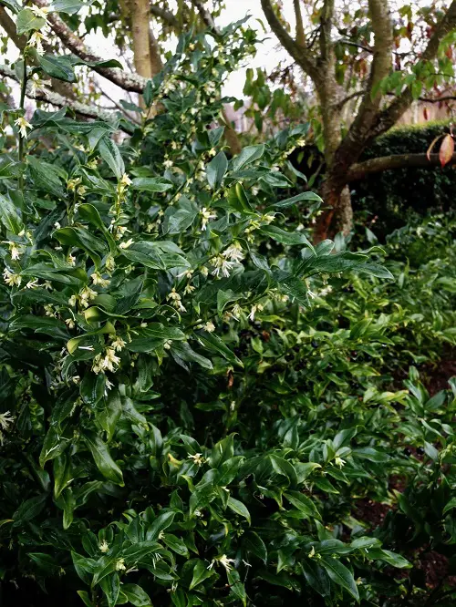 beautiful Little White Fragrant Flowers on Shrubs and Bushes