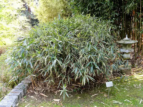 Bamboo Plant Types for Gardens and Containers