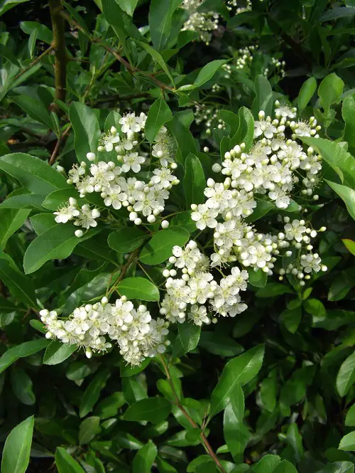 The Most Lovely Flowers for Hedges