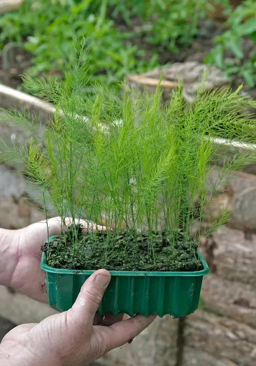 Asparagus fern Growth Stages