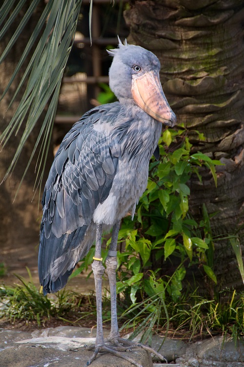best World's Ugliest Birds